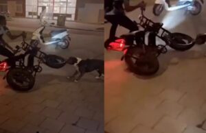 Amerikaanse Bully is asociale fatbike helemaal zat, fatbiker mag lopend naar huis!