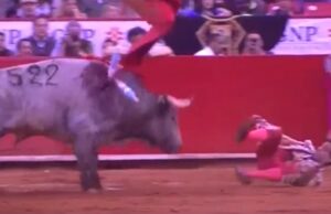 Anjer van stierenvechter compleet verwoest nadat stier zijn hoorn in zijn achterste plant