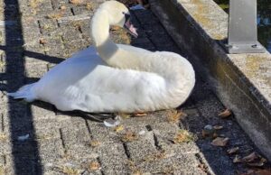 Barre beelden: Groep jongeren mishandelen zwaan in Den Bosch
