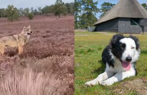 Herder van hond Daisy die werd gegrepen geeft update na zoektocht: ‘Wat we hebben gevonden is een nachtmerrie!’