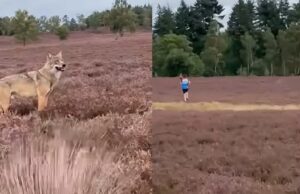 Wolf grijpt loslopende hond in natuurgebied Renderklippen