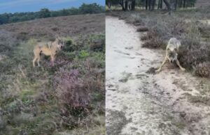 Beruchte wolf die eerder honden aanviel komt nu achter man aan!