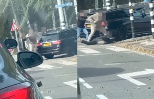 Kleine botsing van huurauto’s in Vlaardingen eindigt in keiharde matpartij, een KO en een kopschop
