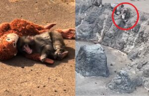 Verstoten aapje Punch zou ‘geaccepteerd’ zijn, maar daar blijkt niets van waar