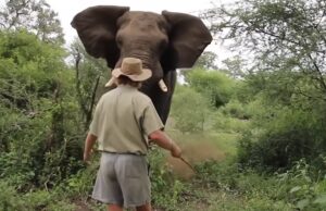 Steenrijke Amerikaanse trophy-hunter vertrapt door olifanten waar hij op jaagde