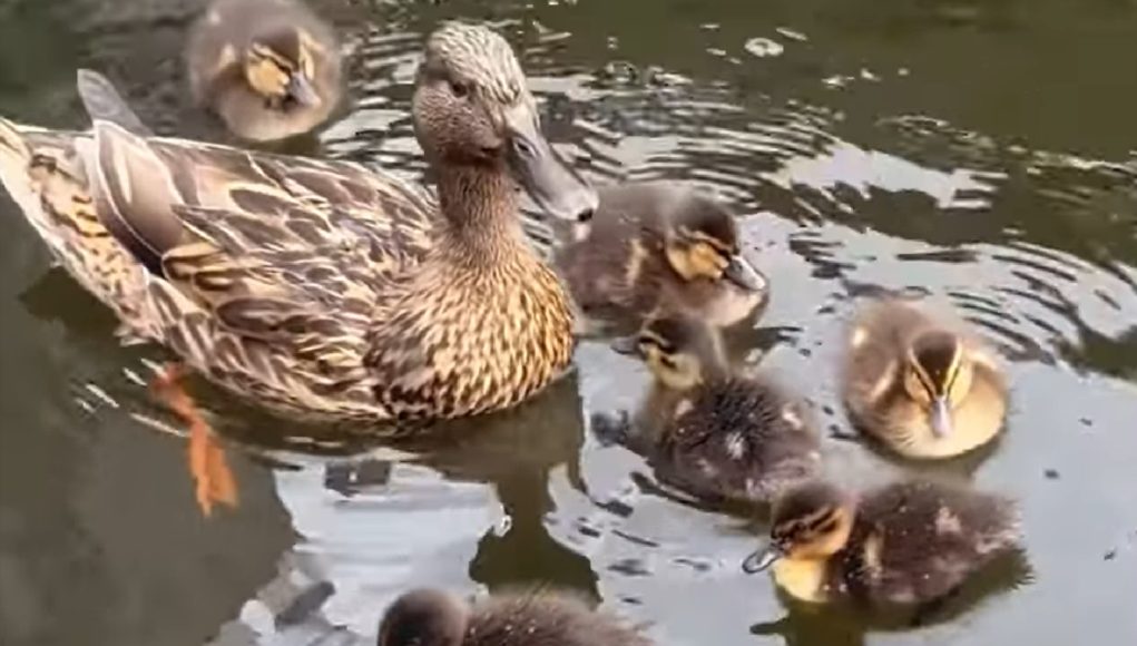 Kuikens
