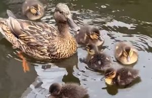 Kuikens van eend uit water gehaald en met stok geslagen in Sint-Niklaas