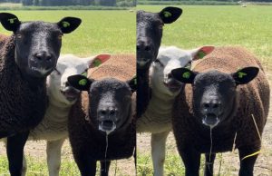 Video van schapen tijdens 40 graden zonder schaduw, boer weigert schaduw te geven