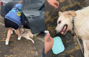 Nederlandse YouTuber redt hond uit bloedhete auto bij Movie Park Germany
