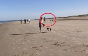 Mountainbiker rijdt over puppy heen op strand van Bergen aan Zee en rijdt door