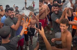 Ophef in Ceuta: Migranten trekken dolfijnenkalf uit het water, slaan met een stok en paraderen ermee rond