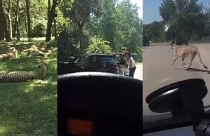 Gezin in Beekse Bergen wil jachtluipaarden van dichterbij bekijken, stappen uit en worden aangevallen