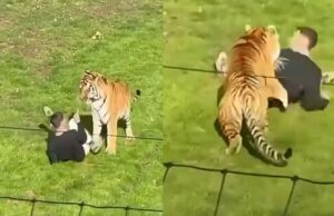 Man om het leven gekomen in Brits dierenpark na binnengaan van tijgerverblijf